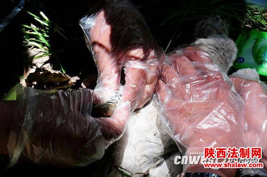 秦岭以北野化放归朱鹮子一代正式拥有“身份证”