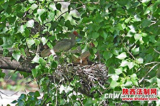 秦岭以北野化放归朱鹮子一代正式拥有“身份证”