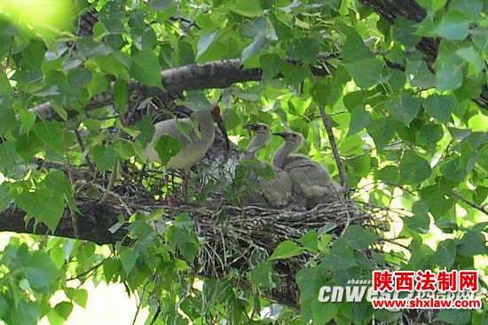 秦岭以北野化放归朱鹮子一代正式拥有“身份证”