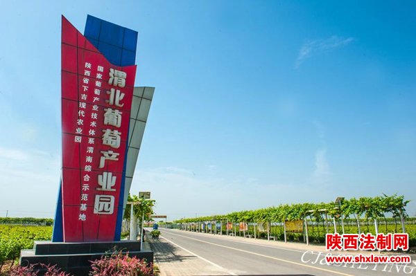 渭北葡萄产业园初夏风光