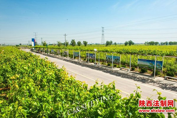 渭北葡萄产业园初夏风光