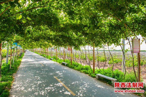 渭北葡萄产业园初夏风光