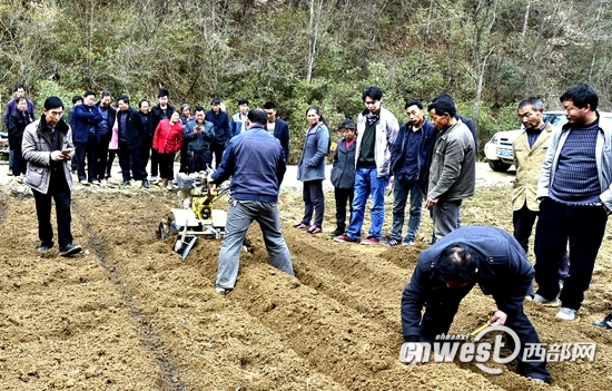 宁强罗家坝村开展烟叶种植培训 村民现场观摩
