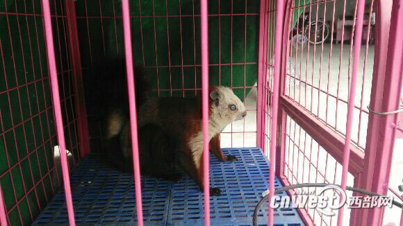 西乡茶厂跑进野生动物 竟是国家二级保护动物飞狐
