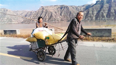 丰收却遇滞销 榆林红枣怎样才能