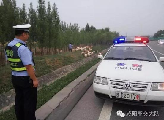 咸阳小伙放羊上高速 民警及时劝离除隐患