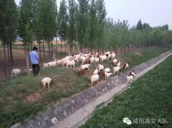 咸阳小伙放羊上高速 民警及时劝离除隐患