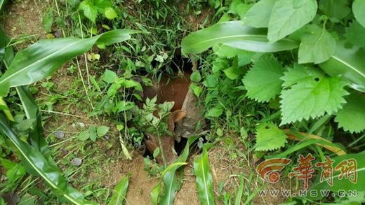 两米长大黄牛跌入1米宽窖井 石泉警民合力救援